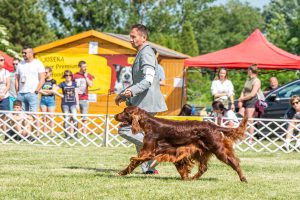 Papa 2022 dogshow nevezési lap entry form FCI dogshow Pápa CACIB Esterhazy Memorial CACIB Dalmata és Kopó Club Show HTME CLUB SHOW CTPE CLUB SHOW MRVE – Hungarian Retriever & Waterdog CAC Clubshow