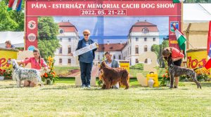Papa 2022 dogshow nevezési lap entry form FCI dogshow Pápa CACIB Esterhazy Memorial CACIB Dalmata és Kopó Club Show HTME CLUB SHOW CTPE CLUB SHOW MRVE – Hungarian Retriever & Waterdog CAC Clubshow