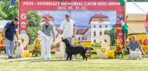 Papa 2022 dogshow nevezési lap entry form FCI dogshow Pápa CACIB Esterhazy Memorial CACIB Dalmata és Kopó Club Show HTME CLUB SHOW CTPE CLUB SHOW MRVE – Hungarian Retriever & Waterdog CAC Clubshow