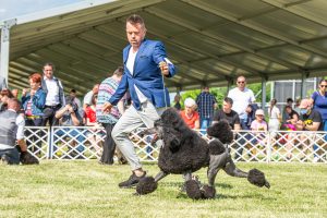 Papa 2022 dogshow nevezési lap entry form FCI dogshow Pápa CACIB Esterhazy Memorial CACIB Dalmata és Kopó Club Show HTME CLUB SHOW CTPE CLUB SHOW MRVE – Hungarian Retriever & Waterdog CAC Clubshow