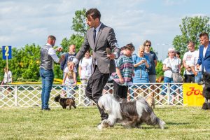 Papa 2022 dogshow nevezési lap entry form FCI dogshow Pápa CACIB Esterhazy Memorial CACIB Dalmata és Kopó Club Show HTME CLUB SHOW CTPE CLUB SHOW MRVE – Hungarian Retriever & Waterdog CAC Clubshow