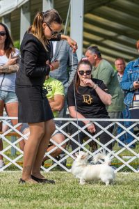 Papa 2022 dogshow nevezési lap entry form FCI dogshow Pápa CACIB Esterhazy Memorial CACIB Dalmata és Kopó Club Show HTME CLUB SHOW CTPE CLUB SHOW MRVE – Hungarian Retriever & Waterdog CAC Clubshow