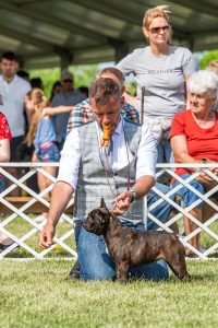 Papa 2022 dogshow nevezési lap entry form FCI dogshow Pápa CACIB Esterhazy Memorial CACIB Dalmata és Kopó Club Show HTME CLUB SHOW CTPE CLUB SHOW MRVE – Hungarian Retriever & Waterdog CAC Clubshow