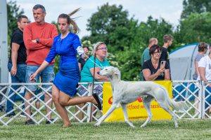 Papa 2022 dogshow nevezési lap entry form FCI dogshow Pápa CACIB Esterhazy Memorial CACIB Dalmata és Kopó Club Show HTME CLUB SHOW CTPE CLUB SHOW MRVE – Hungarian Retriever & Waterdog CAC Clubshow