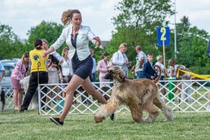 Papa 2022 dogshow nevezési lap entry form FCI dogshow Pápa CACIB Esterhazy Memorial CACIB Dalmata és Kopó Club Show HTME CLUB SHOW CTPE CLUB SHOW MRVE – Hungarian Retriever & Waterdog CAC Clubshow