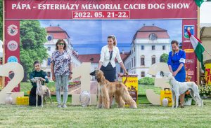 Papa 2022 dogshow nevezési lap entry form FCI dogshow Pápa CACIB Esterhazy Memorial CACIB Dalmata és Kopó Club Show HTME CLUB SHOW CTPE CLUB SHOW MRVE – Hungarian Retriever & Waterdog CAC Clubshow