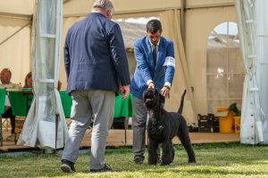 Papa 2022 dogshow nevezési lap entry form FCI dogshow Pápa CACIB Esterhazy Memorial CACIB Dalmata és Kopó Club Show HTME CLUB SHOW CTPE CLUB SHOW MRVE – Hungarian Retriever & Waterdog CAC Clubshow