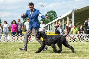 Papa 2022 dogshow nevezési lap entry form FCI dogshow Pápa CACIB Esterhazy Memorial CACIB Dalmata és Kopó Club Show HTME CLUB SHOW CTPE CLUB SHOW MRVE – Hungarian Retriever & Waterdog CAC Clubshow