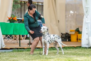Papa 2022 dogshow nevezési lap entry form FCI dogshow Pápa CACIB Esterhazy Memorial CACIB Dalmata és Kopó Club Show HTME CLUB SHOW CTPE CLUB SHOW MRVE – Hungarian Retriever & Waterdog CAC Clubshow