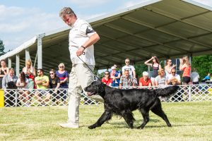 Papa 2022 dogshow nevezési lap entry form FCI dogshow Pápa CACIB Esterhazy Memorial CACIB Dalmata és Kopó Club Show HTME CLUB SHOW CTPE CLUB SHOW MRVE – Hungarian Retriever & Waterdog CAC Clubshow