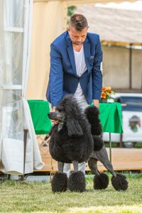 Papa 2022 dogshow nevezési lap entry form FCI dogshow Pápa CACIB Esterhazy Memorial CACIB Dalmata és Kopó Club Show HTME CLUB SHOW CTPE CLUB SHOW MRVE – Hungarian Retriever & Waterdog CAC Clubshow