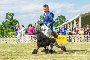 Papa 2022 dogshow nevezési lap entry form FCI dogshow Pápa CACIB Esterhazy Memorial CACIB Dalmata és Kopó Club Show HTME CLUB SHOW CTPE CLUB SHOW MRVE – Hungarian Retriever & Waterdog CAC Clubshow