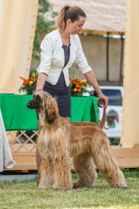 Papa 2022 dogshow nevezési lap entry form FCI dogshow Pápa CACIB Esterhazy Memorial CACIB Dalmata és Kopó Club Show HTME CLUB SHOW CTPE CLUB SHOW MRVE – Hungarian Retriever & Waterdog CAC Clubshow
