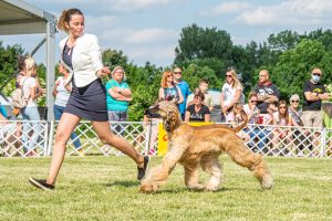 Papa 2022 dogshow nevezési lap entry form FCI dogshow Pápa CACIB Esterhazy Memorial CACIB Dalmata és Kopó Club Show HTME CLUB SHOW CTPE CLUB SHOW MRVE – Hungarian Retriever & Waterdog CAC Clubshow