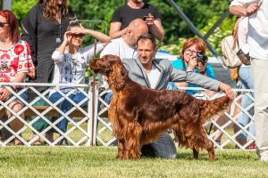 Papa 2022 dogshow nevezési lap entry form FCI dogshow Pápa CACIB Esterhazy Memorial CACIB Dalmata és Kopó Club Show HTME CLUB SHOW CTPE CLUB SHOW MRVE – Hungarian Retriever & Waterdog CAC Clubshow