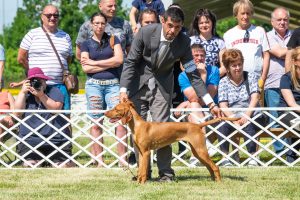 Papa 2022 dogshow nevezési lap entry form FCI dogshow Pápa CACIB Esterhazy Memorial CACIB Dalmata és Kopó Club Show HTME CLUB SHOW CTPE CLUB SHOW MRVE – Hungarian Retriever & Waterdog CAC Clubshow