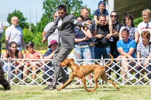 Papa 2022 dogshow nevezési lap entry form FCI dogshow Pápa CACIB Esterhazy Memorial CACIB Dalmata és Kopó Club Show HTME CLUB SHOW CTPE CLUB SHOW MRVE – Hungarian Retriever & Waterdog CAC Clubshow