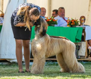 Papa 2022 dogshow nevezési lap entry form FCI dogshow Pápa CACIB Esterhazy Memorial CACIB Dalmata és Kopó Club Show HTME CLUB SHOW CTPE CLUB SHOW MRVE – Hungarian Retriever & Waterdog CAC Clubshow