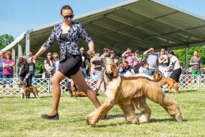 Papa 2022 dogshow nevezési lap entry form FCI dogshow Pápa CACIB Esterhazy Memorial CACIB Dalmata és Kopó Club Show HTME CLUB SHOW CTPE CLUB SHOW MRVE – Hungarian Retriever & Waterdog CAC Clubshow