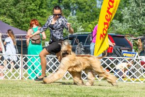 Papa 2022 dogshow nevezési lap entry form FCI dogshow Pápa CACIB Esterhazy Memorial CACIB Dalmata és Kopó Club Show HTME CLUB SHOW CTPE CLUB SHOW MRVE – Hungarian Retriever & Waterdog CAC Clubshow