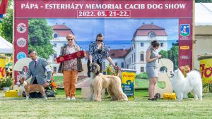 Papa 2022 dogshow nevezési lap entry form FCI dogshow Pápa CACIB Esterhazy Memorial CACIB Dalmata és Kopó Club Show HTME CLUB SHOW CTPE CLUB SHOW MRVE – Hungarian Retriever & Waterdog CAC Clubshow