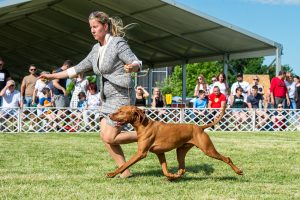 Papa 2022 dogshow nevezési lap entry form FCI dogshow Pápa CACIB Esterhazy Memorial CACIB Dalmata és Kopó Club Show HTME CLUB SHOW CTPE CLUB SHOW MRVE – Hungarian Retriever & Waterdog CAC Clubshow